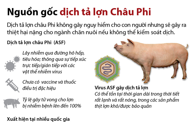 Bệnh dịch tả lợn Châu Phi không gây nguy hiểm đến sức khỏe con người